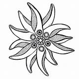 Edelweiss Drawing Sampaguita Flower Sketch Getdrawings Paintingvalley Clipartmag Lokal Foreigner Freebie Huge Garis Powerpoint sketch template