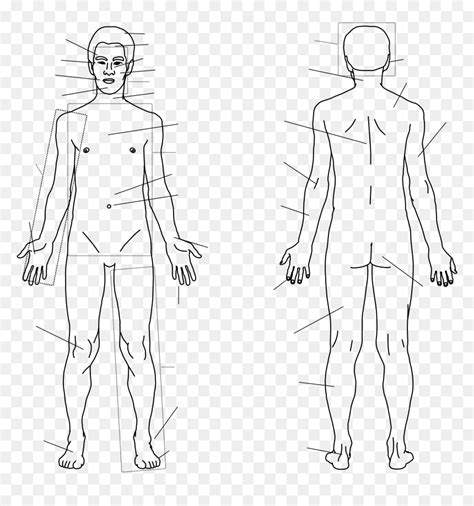 transparent body outline clipart human body sketch hd png  vhv