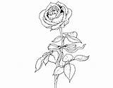 Rose Coloring Coloringcrew sketch template