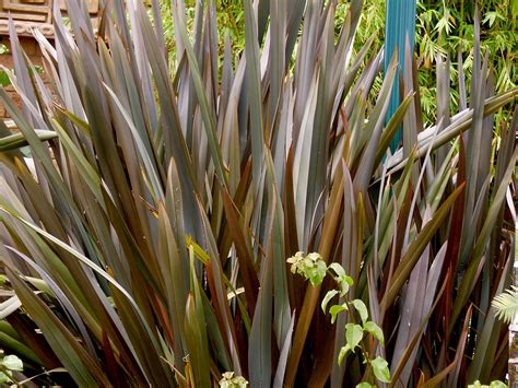 aspiring gardener  zealand flax