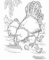 Coloring Pages Chicken Baby Popular sketch template