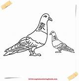 Pigeon Feral Seo sketch template