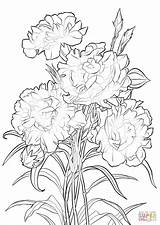 Coloring Pages Scarlet Carnation Flower sketch template