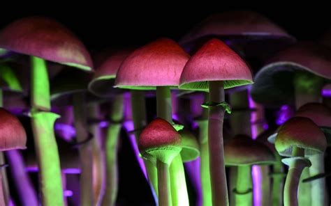 pourquoi certains champignons sont ils hallucinogenes unalive