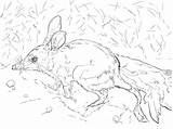 Bilby Coloring Greater Realistic Pages Desert Animals Printable Supercoloring Drawing Main Designlooter Categories Drawings Skip 768px 08kb 1024 sketch template
