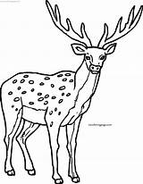 Deer Coloring Spotted Proper Wecoloringpage sketch template
