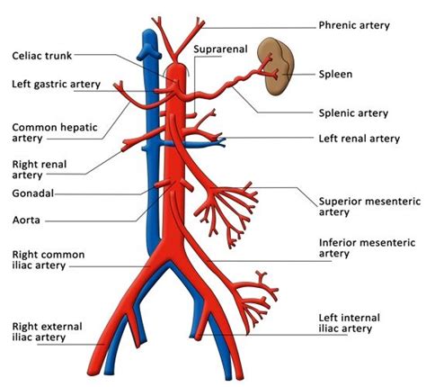 functions   celiac artery explained   labeled diagram