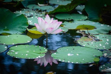 el significado de la flor de loto regalarfloresnet