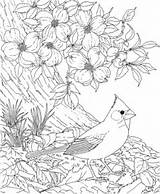 Cardinal Dogwood Coloring Flower Pages Bird Carolina North Red Blossom Birds Printable Drawing Cherry Tree Flowers State Adult Sheets Color sketch template