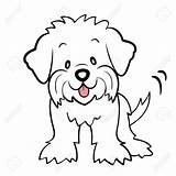 Poodle Bichon Clipartmag Maltes Maltese Puppy sketch template