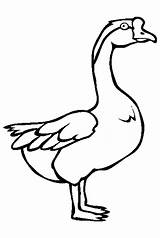 Goose Coloring Pages Animal Color Kids Animals Swan Endangered Printable Gif Sheets Print sketch template