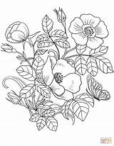 Flower Coloring Pages Vine Printable Vines Color Print Flowers Getcolorings Inspiring sketch template