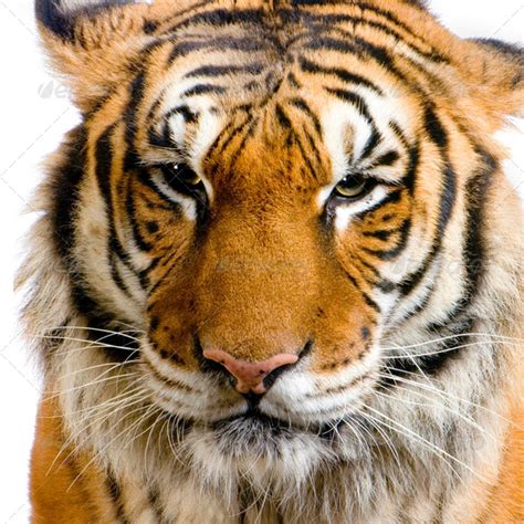 tigers face stock photo  lifeonwhite photodune