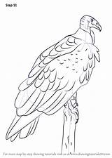 Vulture Drawingtutorials101 sketch template