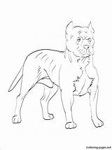 Coloring Pages Bull Terrier Pitbull Getdrawings Getcolorings sketch template