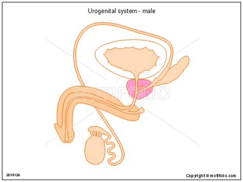 Urogenital System Male Illustrations