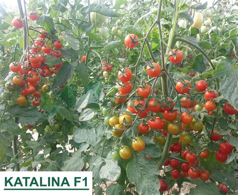 katalina f1 seminte de tomate cherry rosii extratimpurii
