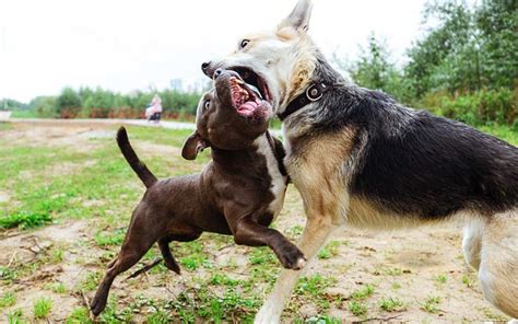 break   dog fight   hurt german shepherds forum