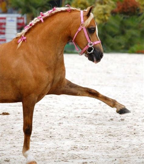 pony  pink beautiful horses pretty horses horses
