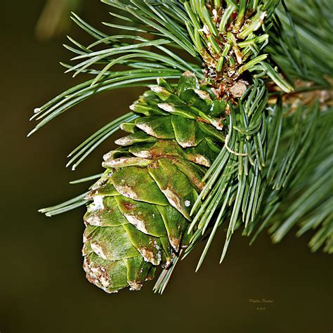 growing pine cone photograph  phyllis denton