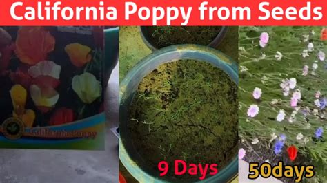 grow california poppy flower  seeds