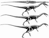 Coelophysis Skeleton Bauri Theropod Skeletons Prehistoric Princeton sketch template