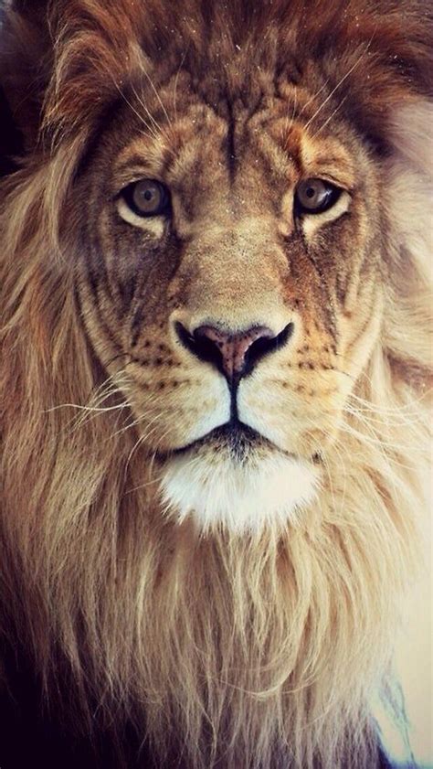 lion iphone  wallpaper animals pinterest iphone