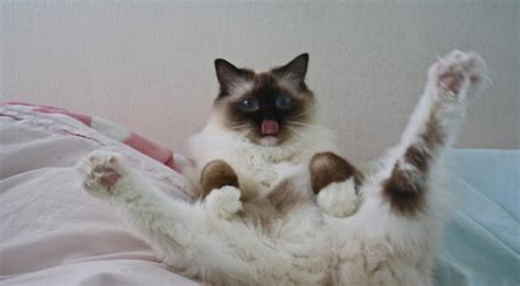 29 cats that have more sex appeal than you