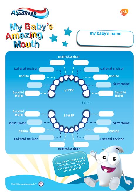 printable baby teeth chart templates  allbusinesstemplatescom