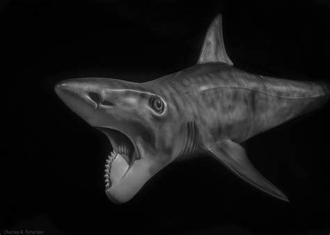 Helicoprion The Australian Museum