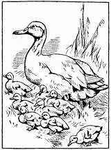 Duck Coloring Ducklings Way Make Pages Printable Drawings Mother Color Line Ducks Baby Duckling Adult Drawing Quotes Ugly Colouring Babies sketch template
