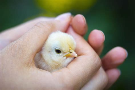 14 Montanans Sickened In Salmonella Outbreak Mostly From Chicks And