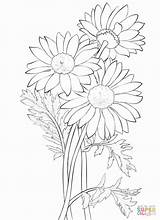Daisy Coloring Petal Flower Yellow Pages Library Clipart Outlines Scout Girl sketch template
