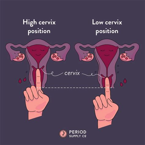 it really helps to know if your cervix period supply co