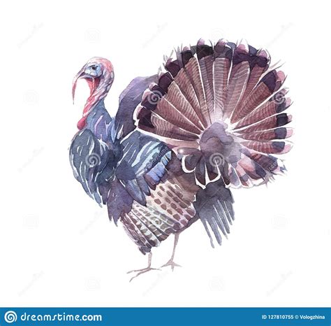 Funny Turkey With An Open Tail Stock Illustration