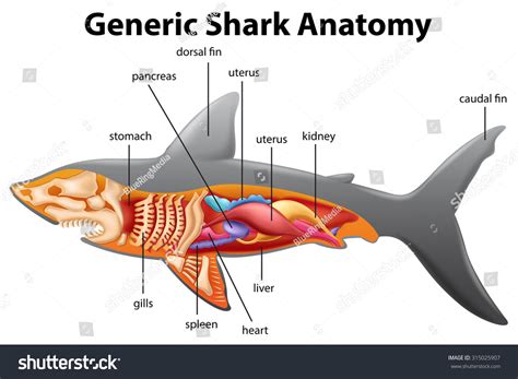 generic shark anatomy chart illustration stock vector  shutterstock
