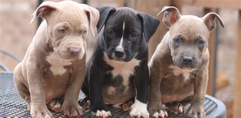 pit bull puppies  started raising