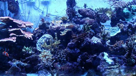 set   saltwater fish tank aquarium pethelpful