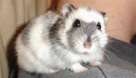 5 popular types of hamsters and their traits