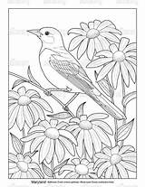 Coloring Pages State Birds Bird Flower Drawing Md Flowers Licensing Choose Board Drawings sketch template
