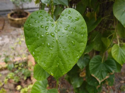 xing fu heart shaped leaves