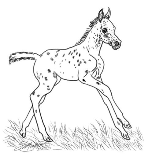 appaloosa real horse coloring pages book  kids