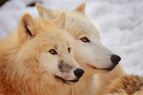 White Wolf 30 Pictures That Will Make You Fall In Love