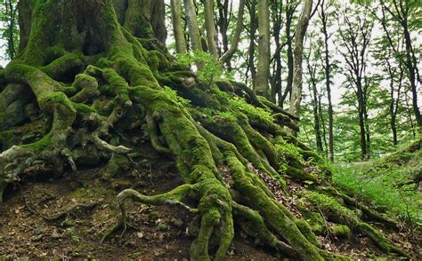 green moss  tree roots  image peakpx