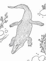 Crocodile Coloring Nile Coccodrillo Colorare Nilo Disegni Cocodrilo Crocodiles Caimano Nil Nilkrokodil Alligator Kostenlos Ausmalbild Dessins Bambini sketch template