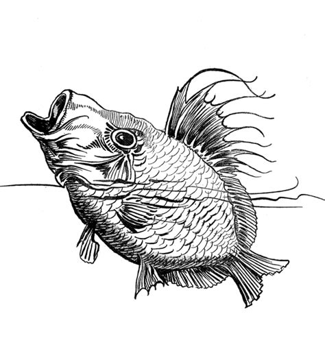 detailed fish coloring pages   detailed fish coloring