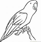 Parrot Realistic Coloring Pages Getdrawings sketch template