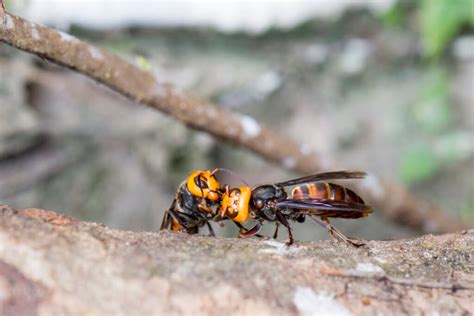 The Asian Giant Hornet Isn’t Coming To Indiana But Other Invasive
