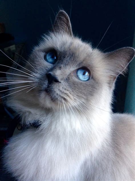 life with ragdolls crystal blue and sapphire blue eyes