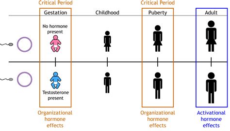 sexual differentiation foundations of neuroscience